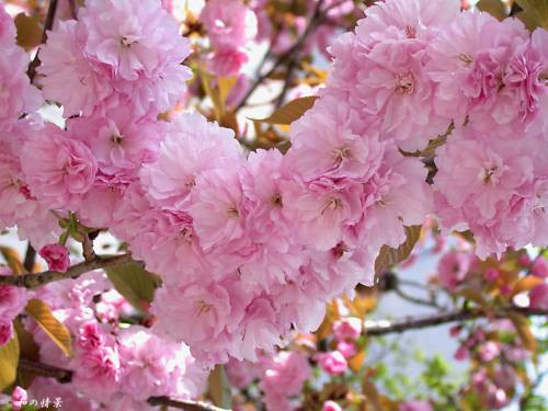 Сакура кулястий Канзан, фото 1