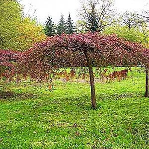 Яблуня плакуча Ред Джет, фото 1