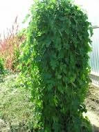 Шовковиця плакуча Пендула 120-140 см