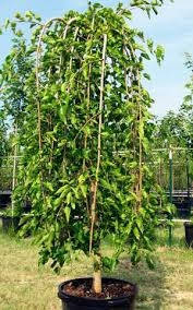 Шовковиця плакар 1,2 м