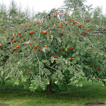 Рябіна плакар