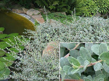 Верба повзуча