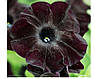 Насіння Петунія Оксамитова Троянда F1 (5 насінин) ТМ GL SEEDS Collection, фото 4