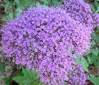 Семена профессиональные Трахелиум Пессион пурпурный - 10 семян PanAmerikan