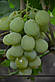 Виноград Смарагд (середньо-пізній), фото 2