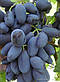 Виноград столовий Байконур (ранній), фото 2