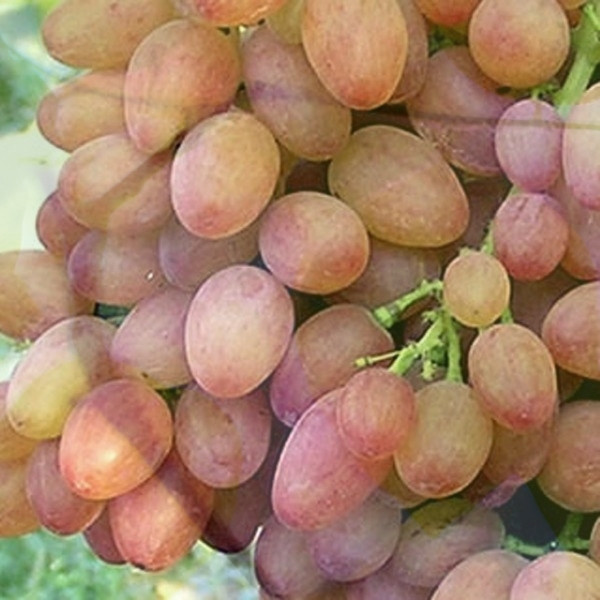 Виноград кишміш Променистий (середній), фото 1