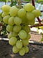 Виноград Валёк (ранній), фото 2