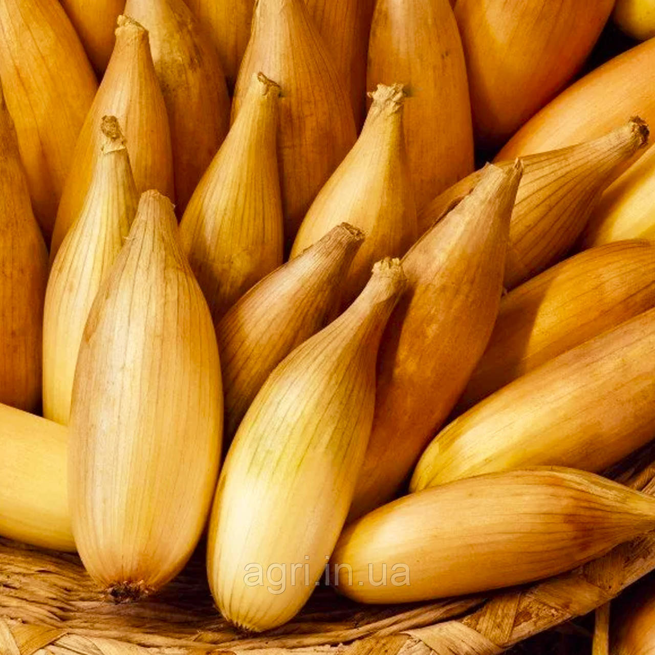 Цибуля озима Бамбергер (Дельфін), 0,5 кг. Голландія, оригінал.