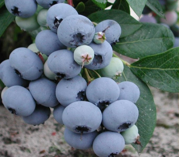 Лохина Денис Блю середньо-пізня 3 роки, фото 1