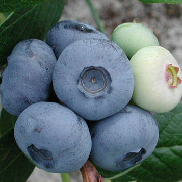 Лохина " Чандлер " ( середня ) 1 рік ЗКС