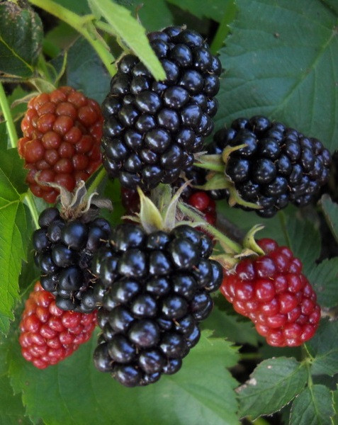 Ожина " Лох Нес " ( середня ), фото 1