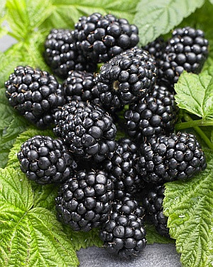 Ожина " Навахо " ( середня ), фото 1