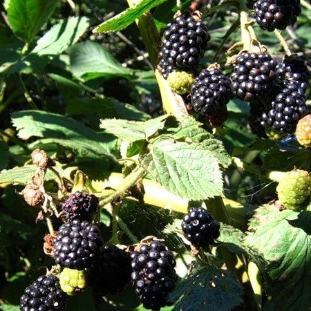 Ожина " Полар " ( рання ), фото 1