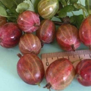 Аґрус " Красень " (слабошипований, середній)