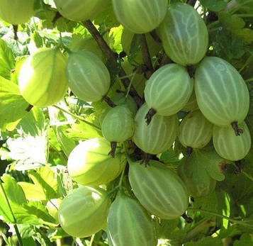 Аґрус "Зелений дощ" (пізній)