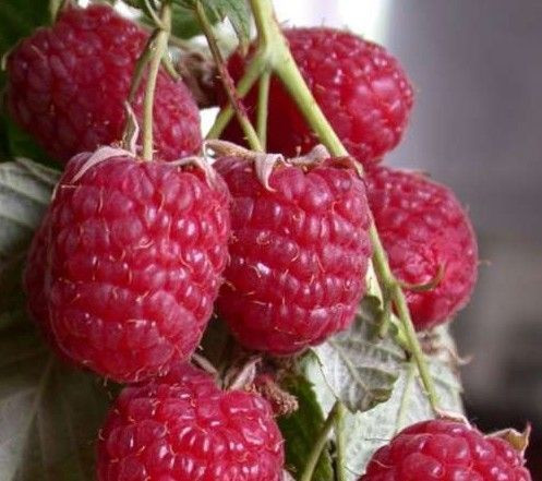 Малина " Феномен " ( середня ), фото 1