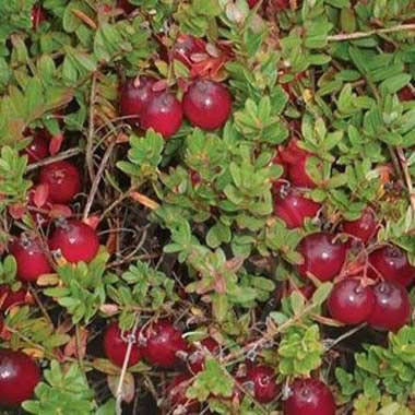 Журавлина Пілігрим, контейнер 1 рік, фото 1