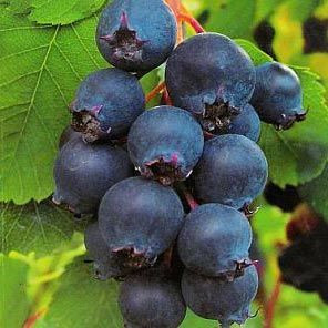 Ірга Слейт (вкс 3 роки), фото 1