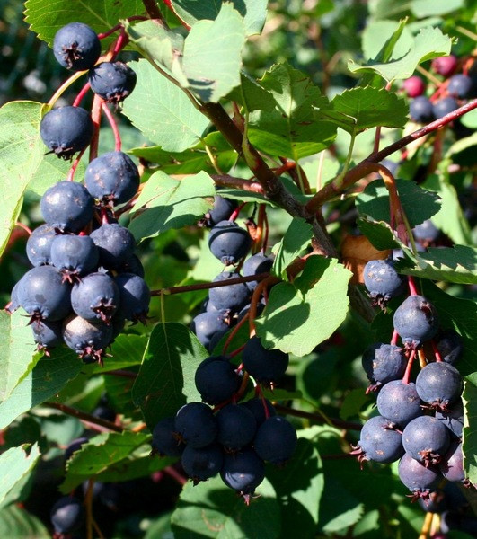 Ірга Мартін (горшик 0.5л), фото 1