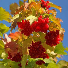 Калина червона Еліксир, фото 1