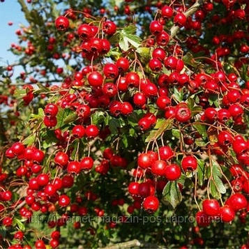 Глід Геракл Щеплений