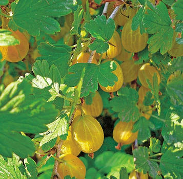 Аґрус " Бурштиновий " (середній)