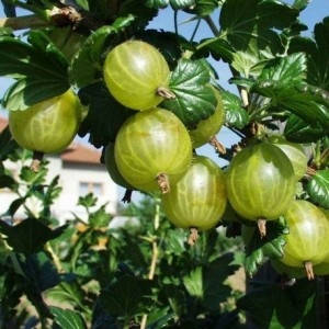 Аґрус " Інвікта " (середній)