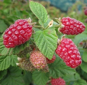 Малина " Австрія " ( частково ремонтантна, рання ), фото 1