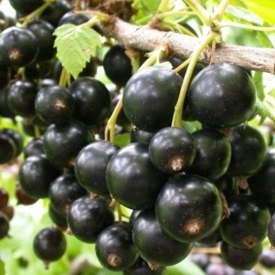 Смородина чорна " Бен Хопе ", фото 1