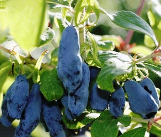 Жимолість Дует, середня 2 роки, фото 1