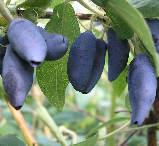 Жимолість Каріна, рання, 1рік, фото 1