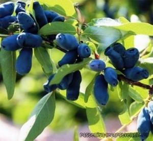 Жимолість Слобожанка, рання,  1рік, фото 1