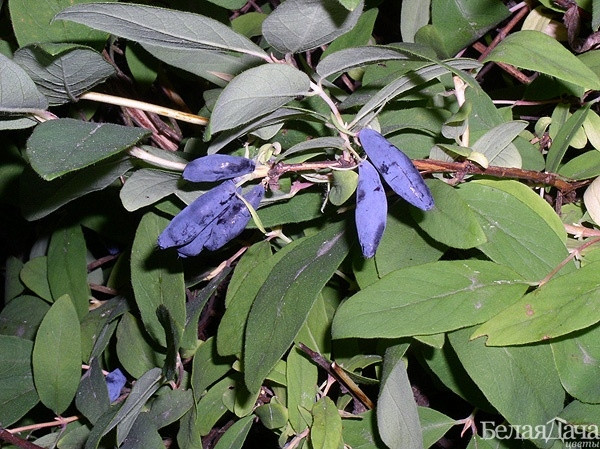 Жимолість Синя птиця, рання, 1 рік, фото 1