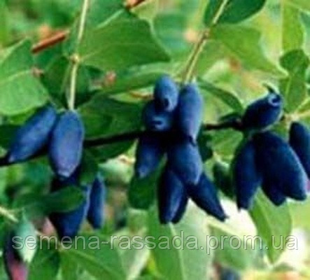 Жимолість Богдана,рання, 1рік, фото 1