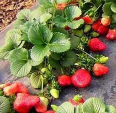 Полуниця " Мадлен " рання, фото 1