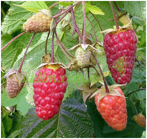 Малина " Брянське диво " ( ремонтантна ), фото 1