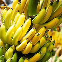 Саженцы Банана карликовый "Абу" (Abu) - крупноплодный, сладкий, неприхотивый Р9