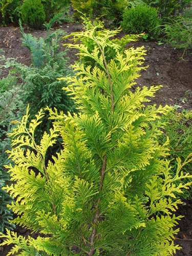 Кипарисовик Лавсона Івоне (контейнер 1,5л), фото 1