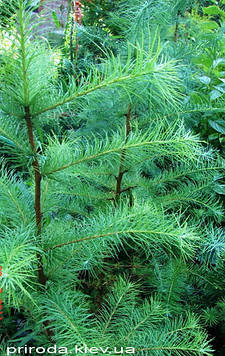 Лисниця європейська (горщик 1л)