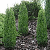 Можівник китайський Обеліск/Juniperus chinensis Obelisk (С2)