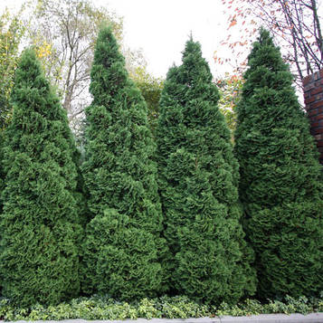 Туя західна Холмструп/Thuja occidentalis Holmstrup(1,5 л)