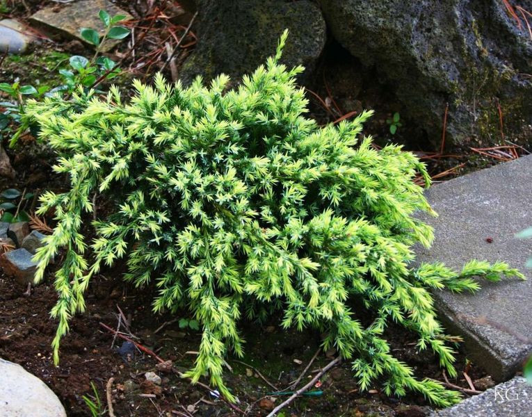 Ялівець лускатий Холгер (контейнер 1,5л), фото 1