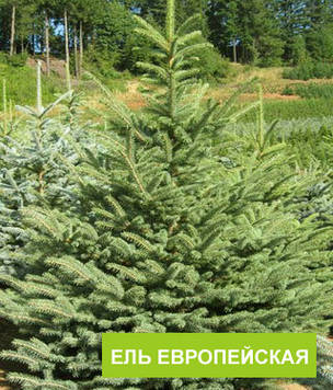 Ель европейская