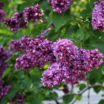 Бузок Феномен (щеплений)