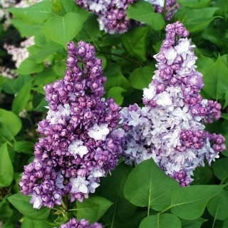 Бульбаш Тарас