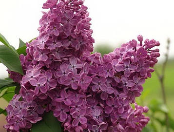 Саджанці бузку