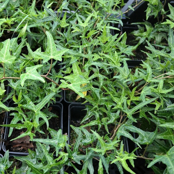 Плющ вузьколистий Sagittifolia (14) (контейнер 0,5л)
