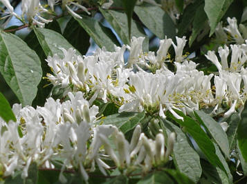 Жимолость Маака (контейнер 0,5)