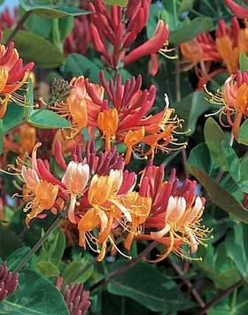 Жимолость Гекрота Голдфлейм (контейнер 0,5)